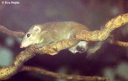 The photo shows a brown animal that resembles a squirrel.
