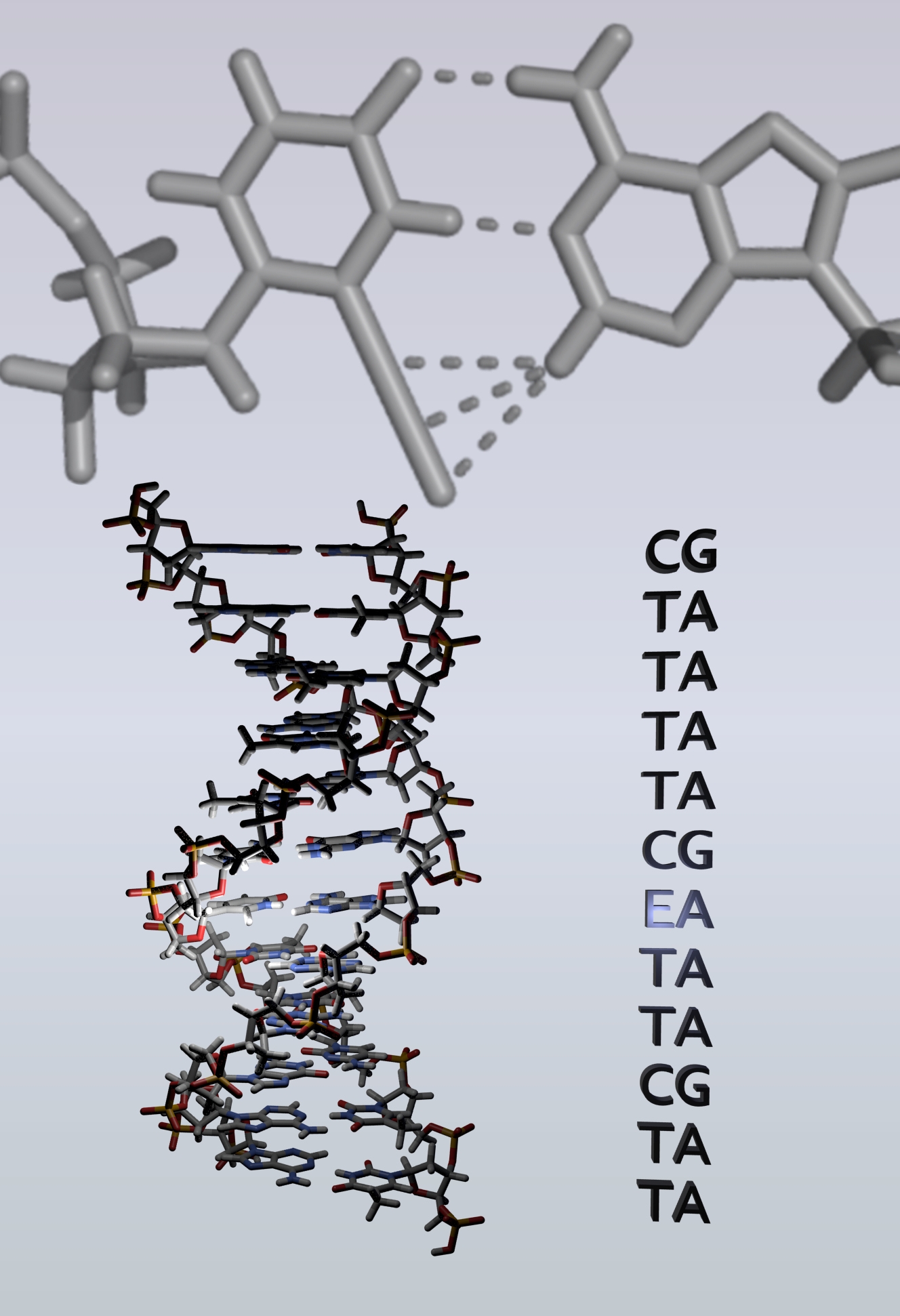 Schematische Datrstellung der Basenpaarung des neu entwickelten Nukleosids mit Adenin (gestrichelte Linien zeigen die verschiedenen Wechselwirkungen). Links: Doppelhelix, die das neue Basenpaar enthält, rechts: Sequenz dieser Doppelhelix.