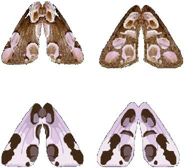 Man sieht vier Schmetterlingsflügel aus Papier auf einem weißen Hintergrund. Die Flügel sind unterschiedlich gefärbt, mit randständigen rosa Flecken auf braunem Grund links oben, mit innenständigen rosa Flecken auf braunem Grund rechts oben, mit randständ