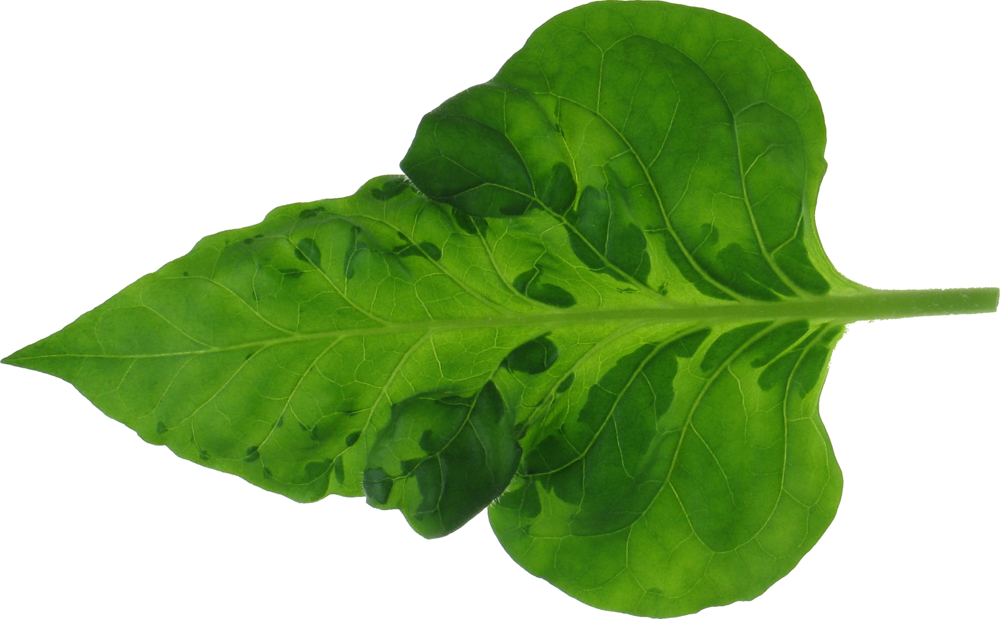 Einzelnes, grünes Tabakblatt; im Gegenlicht sind vom Tabakmosaikvirus befallene Areale (dunkelgrün) gut zu erkennen.