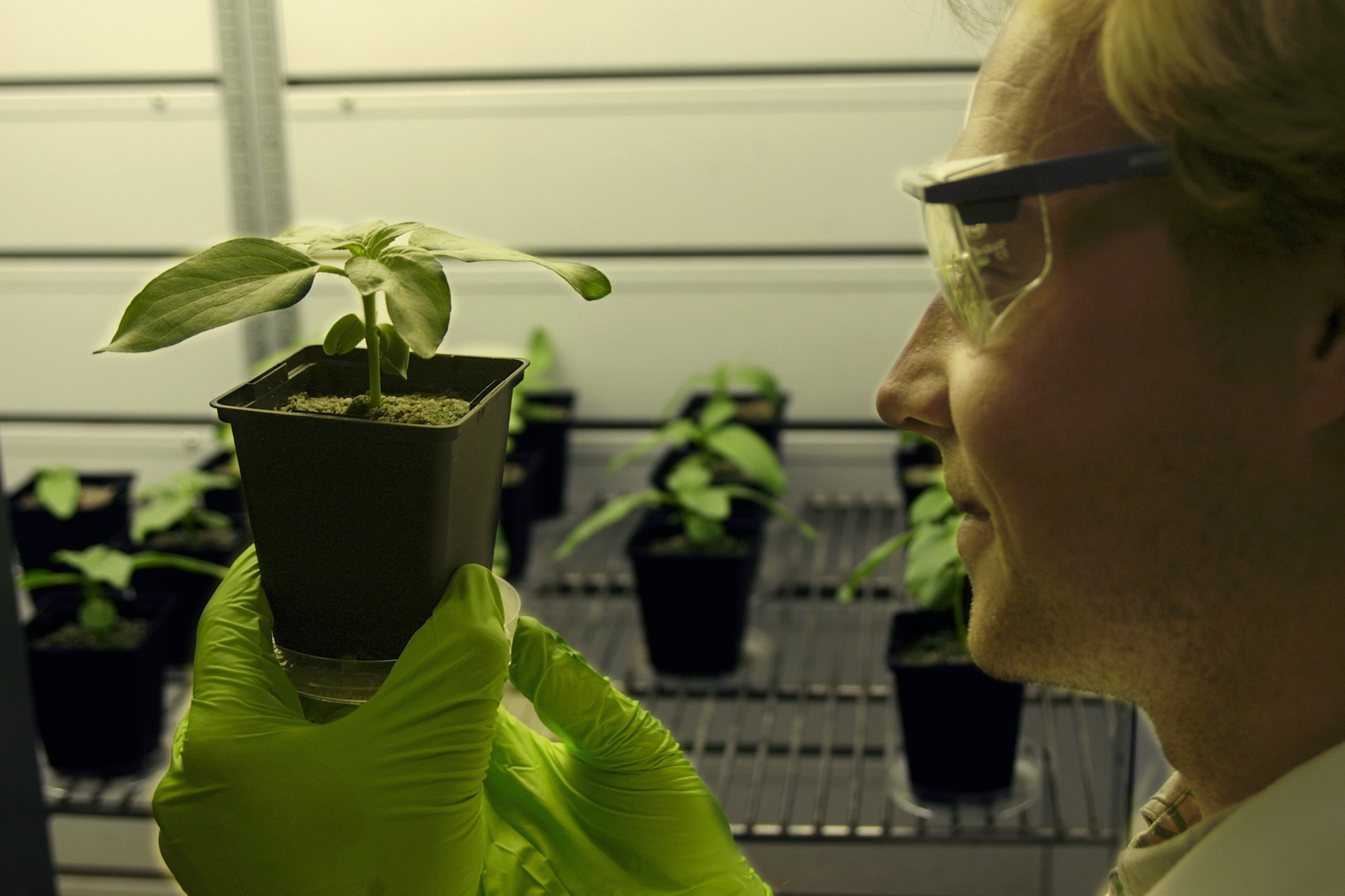 The photo shows a researcher with a plant in a laboratory.