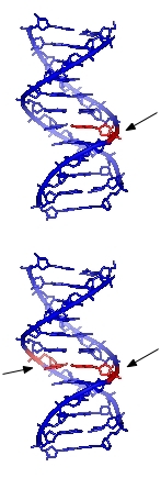 Zu sehen sind zwei Modelle der DNA-Doppelhelix untereinander, die einen (oben) oder zwei (unten) Strangbrüche aufweisen.