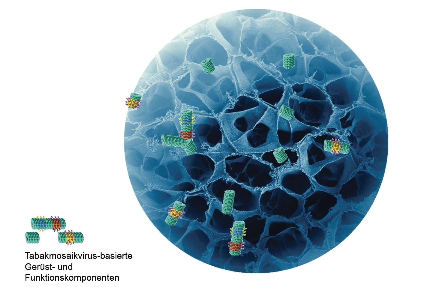 Schematische Darstellung eines Hydrogels mit Tabakmosaikvirus-basierten Gerüst- und Funktionskomponenten.