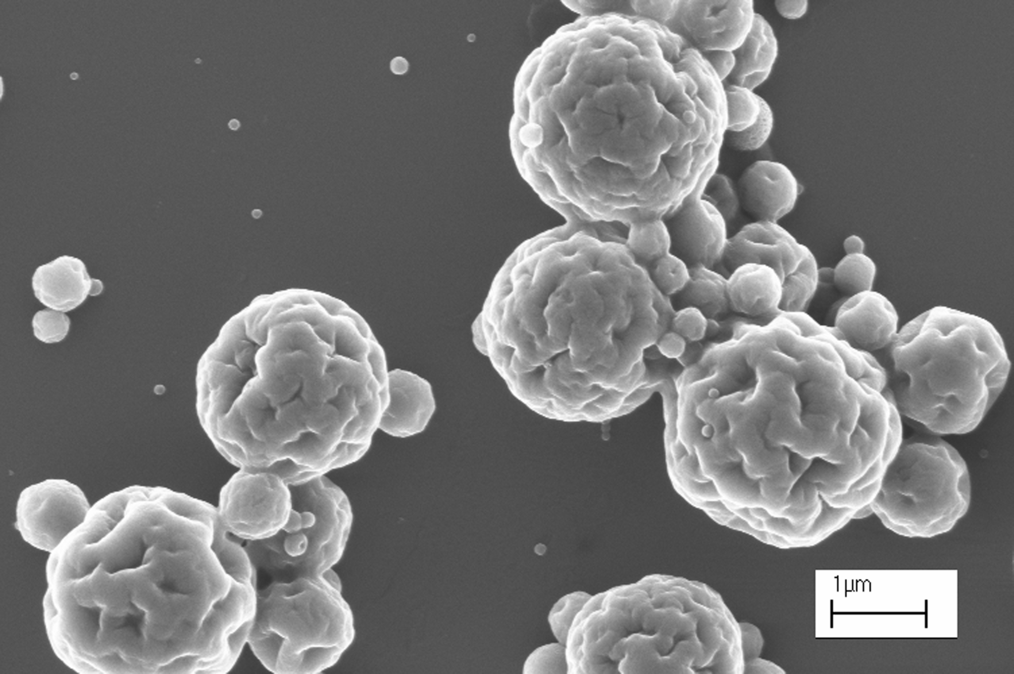 Black and white photo of the biopolymer particles.