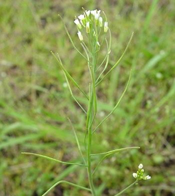 The photo shows a plant with white flowers.