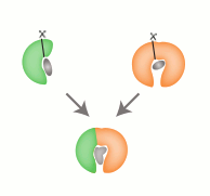 Vereinfachte schematische Darstellung, wie die Kombination von zwei Fragment-Bausteinen (etwa nierenförmig grün und orange, oben rechts und links) das Design von Proteinen mit neuer Funktion (unten, grob hufeisenförmig) ermöglicht - in diesem Fall durch B