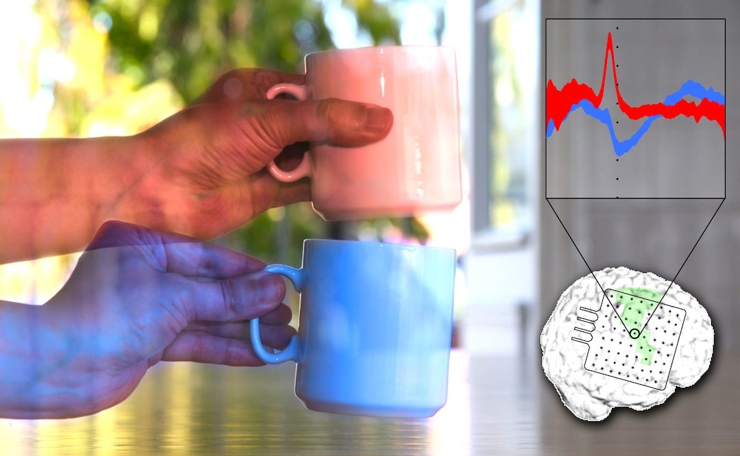 The photo shows two different ways of grasping a mug and the respective signals in the cortex.