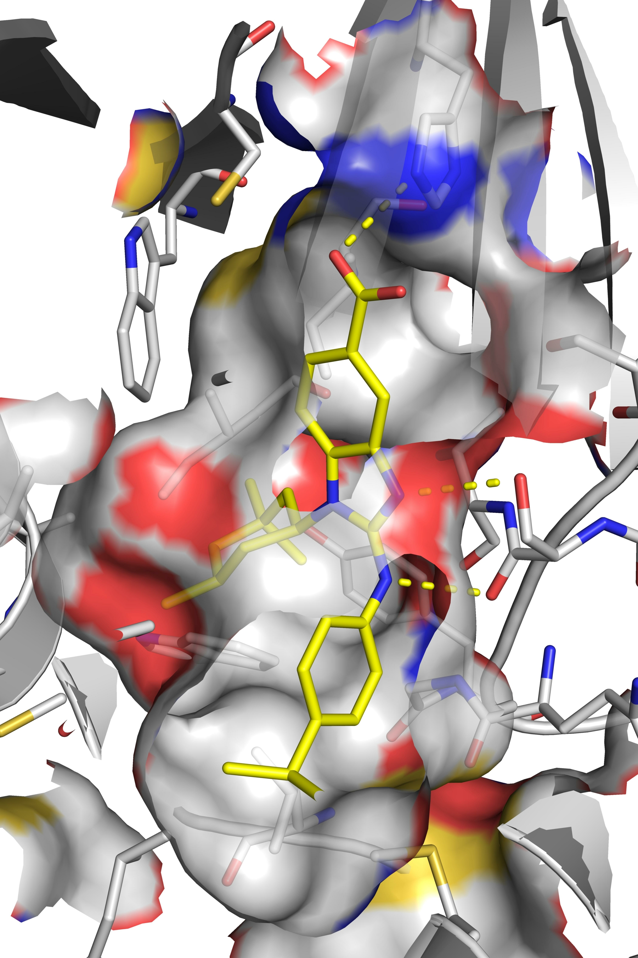 BAY 1436032 (yellow) binds to the mutated enzyme IDH1.