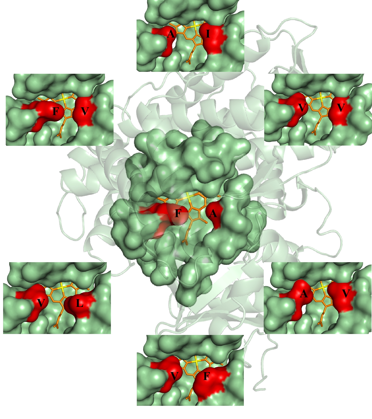 Änderung des Zugangs zum katalytisch aktiven Häm (gelb) in einer bakteriellen Monooxygenase durch Mutation von zwei 