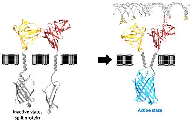 Model of how the receptor system functions: in the inactive state, the two parts are spatially separated from each other (left). A modified DNA-Origami piece (top right) brings the two halves together and the protein in the cytosol dimerises. (Photo: Prof