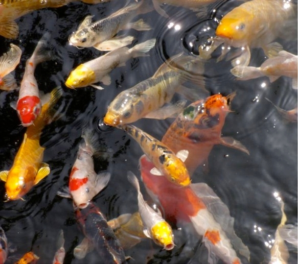Zu sehen sind verschiedenfarbige Fische der Karpfenzuchtform Koi die Futter an der Wasseroberfläche suchen.