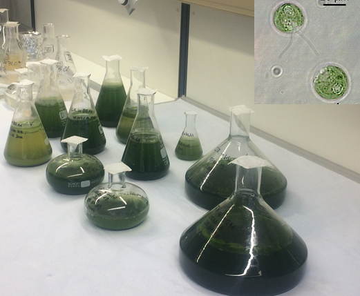 Erlenmeyer flasks of different sizes on a laboratory bench; the flasks contain green algae.