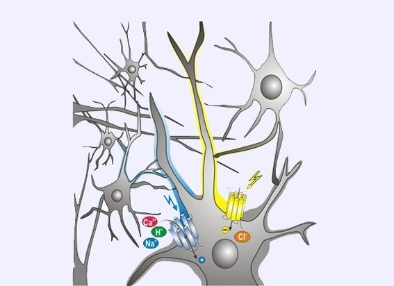 The figure shows a neuron whose membrane contains two channel proteins. The proteins can be stimulated with different wavelengths and enable different ions to enter the cell.