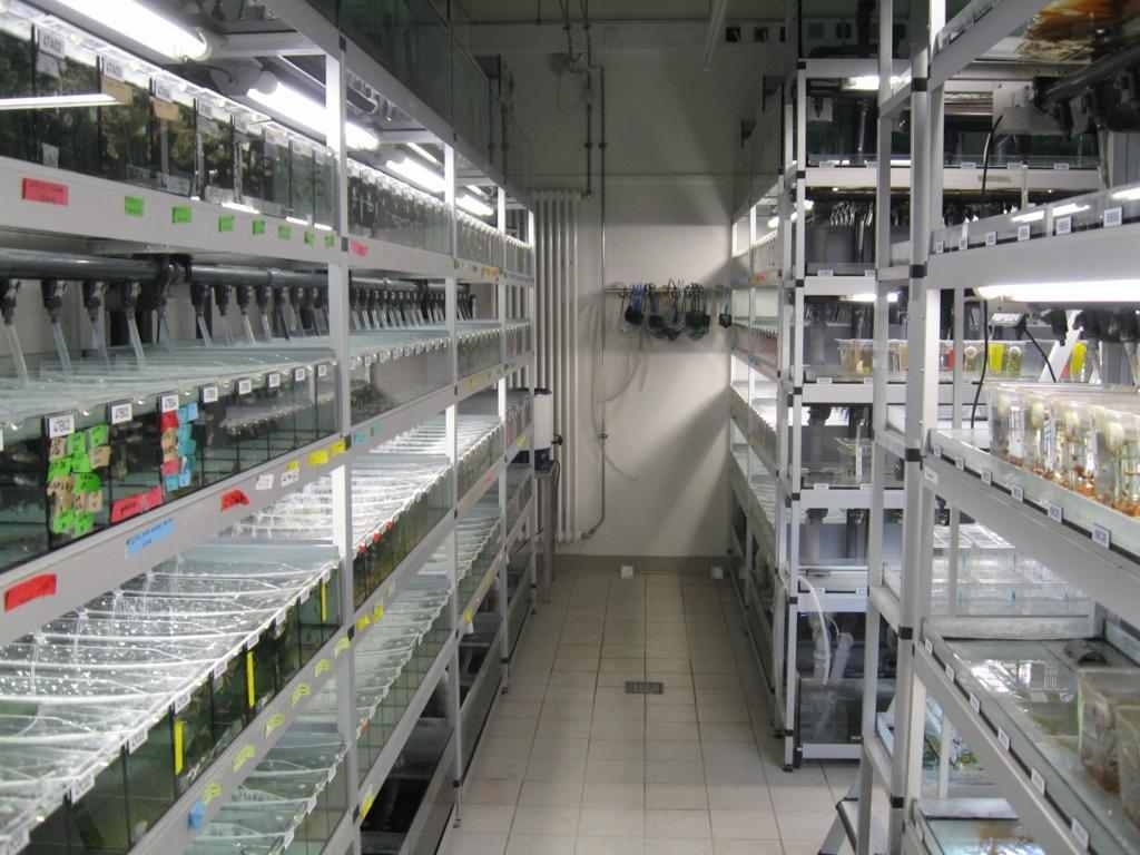 The photo shows dozens of aquariums in the shelves of a laboratory room.