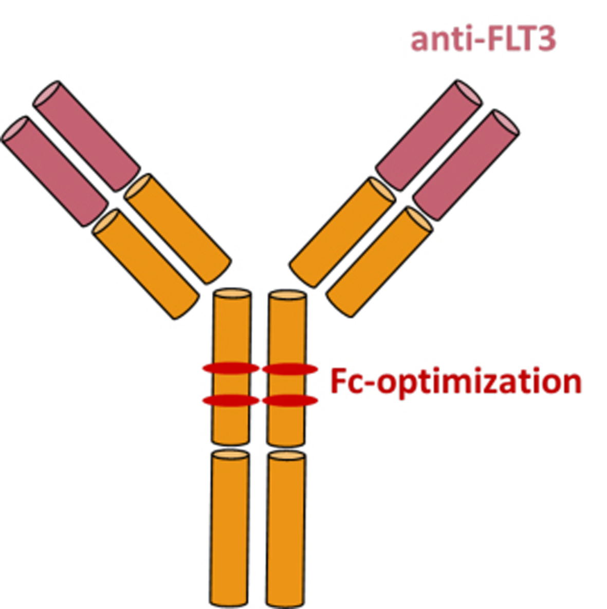 Schematic representation of FLYSYN with its typical antibody Y shape. The orange-coloured rods represent the different areas of the antibody; the two upper ends of the Y or shown in dark pink; they bind to the target protein FLT3 on the surface of leukaem