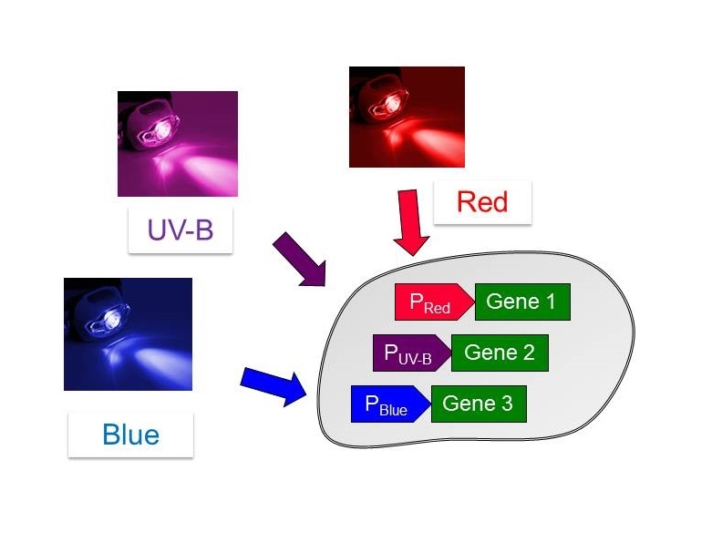 Zu sehen ist ein Schema, wie Licht unterschiedlicher Wellenlänge verschiedene Gene aktivieren kann.