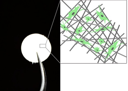 Left: View of a round scaffold held in tweezers. Right: Schematic showing cells (green with black nuclei) in the fibrous network.