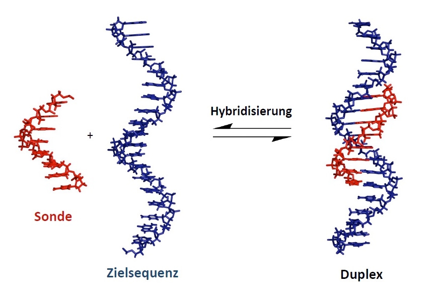 Schematische Darstellung eines Hybridisierungsexperiments: Findet eine markierte Sonde aus kurzer Einzelstrang-DNA (links, rot) eine komplementäre Sequenz in einem Einzelstrang (Mitte, blau) der zu untersuchenden DNA, können die Stränge aneinander binden.