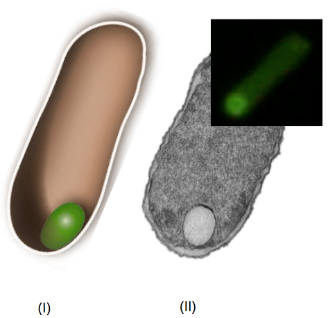 The figure shows a schematic drawing and a microscopic image of a bacterial cell with a new organelle.