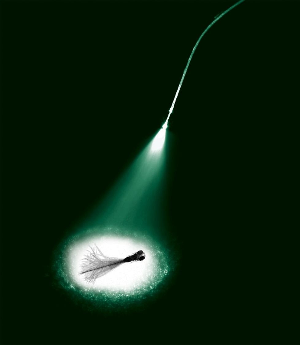 zu sehen ist eine Faser, aus der ein Lichtkegel kommt, in dessen Zentrum ein kleiner Fisch ist.