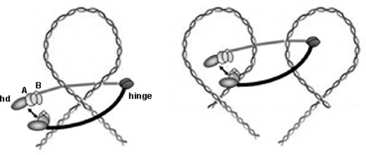 Der SMC-Komplex sieht aus wie ein Ring und verpackt die DNA, indem er sie umgreift. (Abbildung: AG Prof. Dr. Peter Graumann)