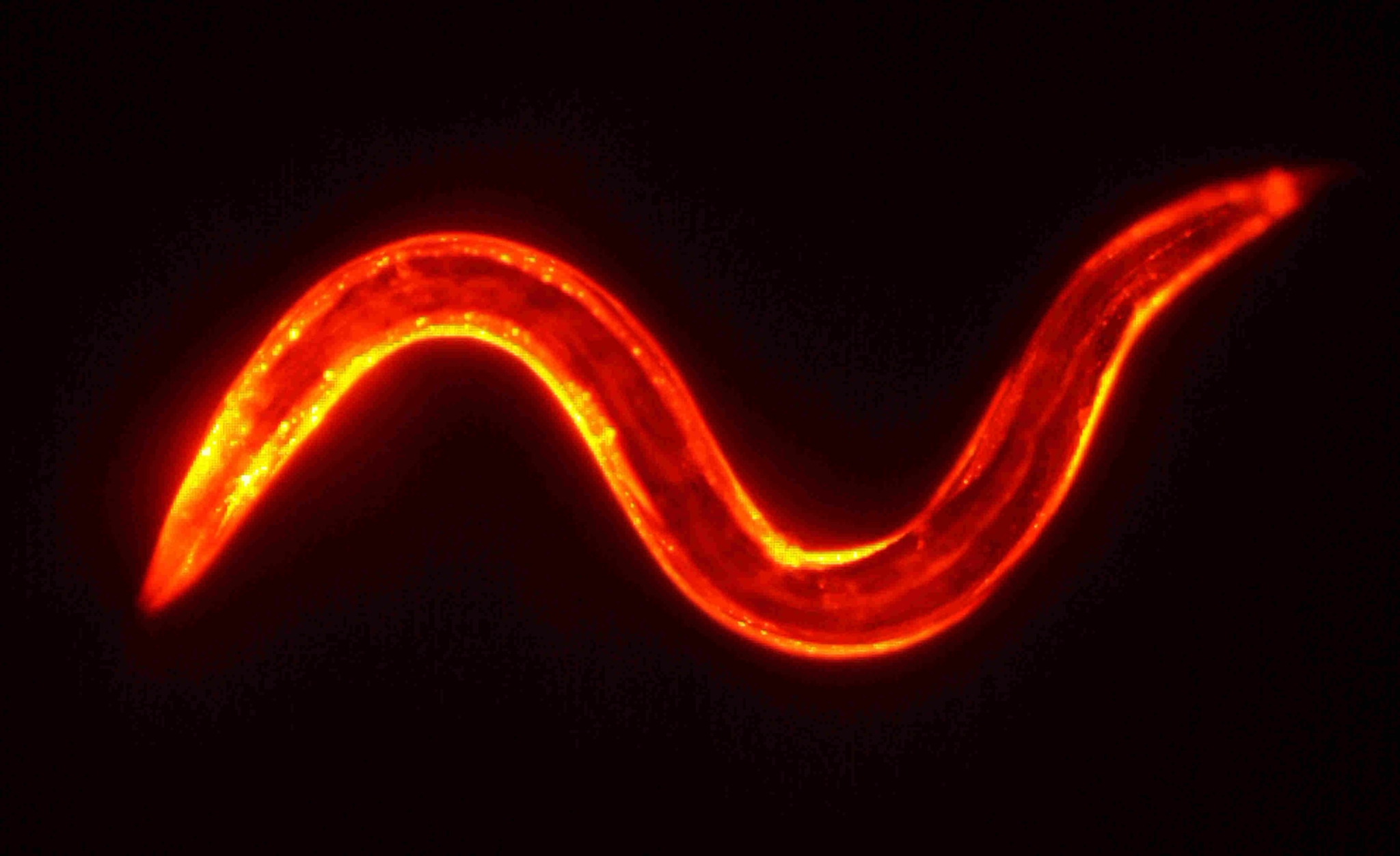 Experimente im Verdauungstrakt des Fadenwurms C. elegans zeigen, dass eine bislang unbekannte Funktion des Insulins sowohl die Alterung als auch die Lebenserwartung beeinflussen kann. (Foto: AG Baumeister)