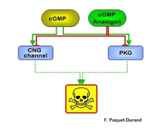 Vereinfachte grafische Darstellung der überschießenden Wirkung von cGMP in den Photorezeptoren. Grüne Pfeile zeigen, wie ein Überangebot von cGMP über die Aktivierung von CNGC (cyclic nucleotide gated channel) und PKG (Protein Kinase G) den Zelltod auslös