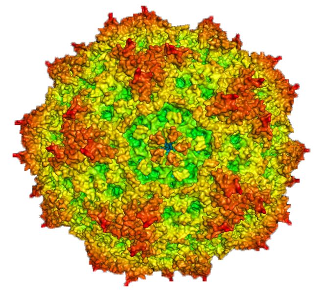 Zu sehen ist ein Modell eines kugeligen Parvovirus. Parvoviren sind unbehüllt, wodurch sie sehr resistent gegen äußere Einflüsse sind.