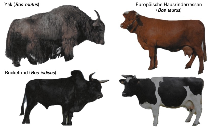 Left:  yak and zebu - two cattle species that are not suspected of carrying BMMFs. Right: two breeds of European cattle whose meat and milk are associated with BMMF transmission.