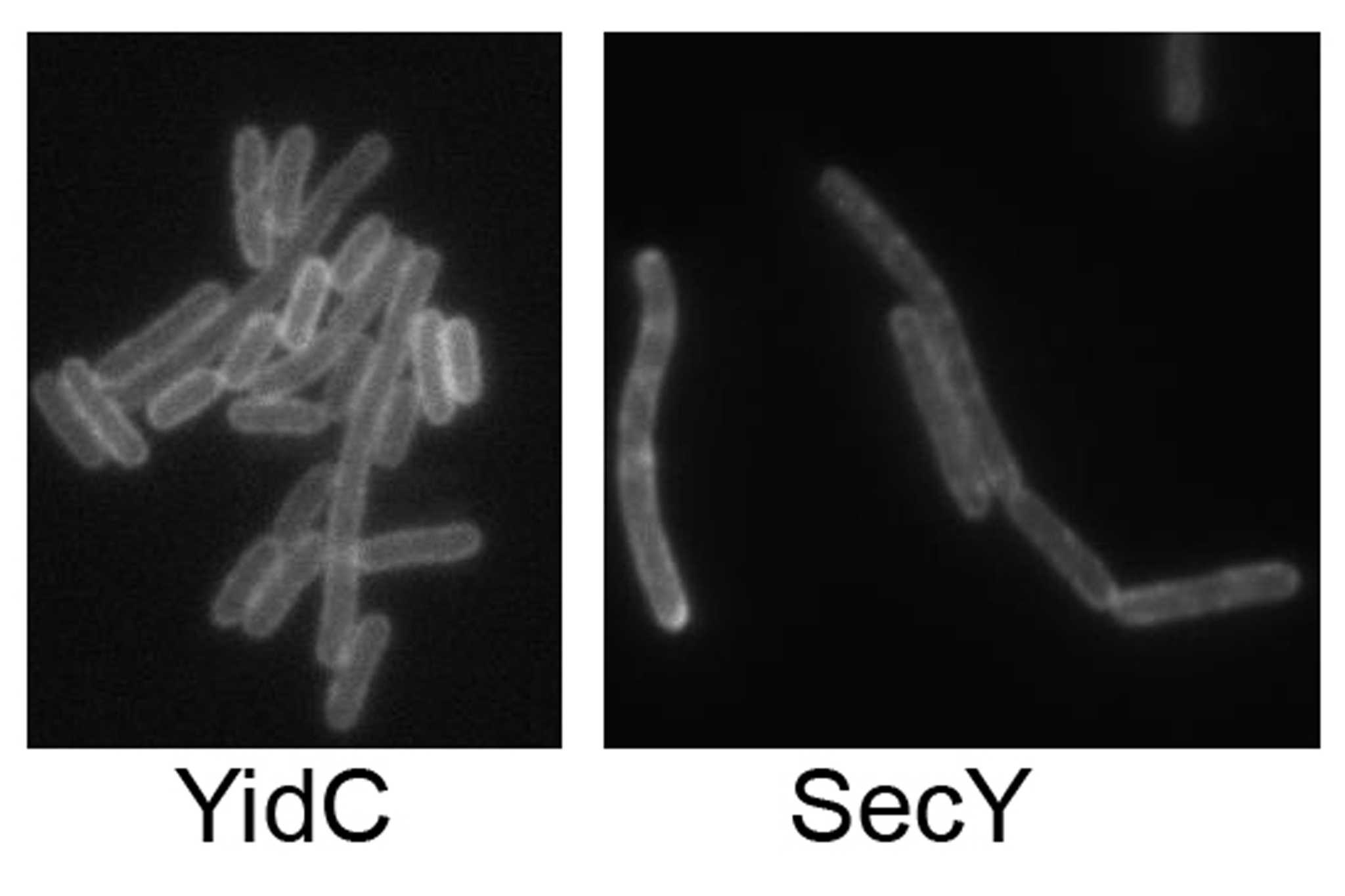 Links: E.-coli-Zellen, in denen YidC durch einen Fluoreszenz-Farbstoff markiert wurde. Rechts: E.-coli-Zellen, in denen die Sec-Translokase markiert wurde. Während YidC gleichmäßig in der gesamten Membran von E. coli verteilt ist, zeigt die Sec-Translokas