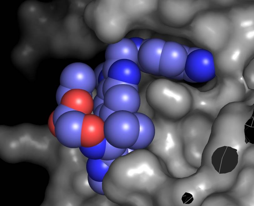 Screening als Suche nach einer Substanz (blau/rot), die sich an das körpereigene Protein (grau) bindet (Foto: Boehringer Ingelheim)