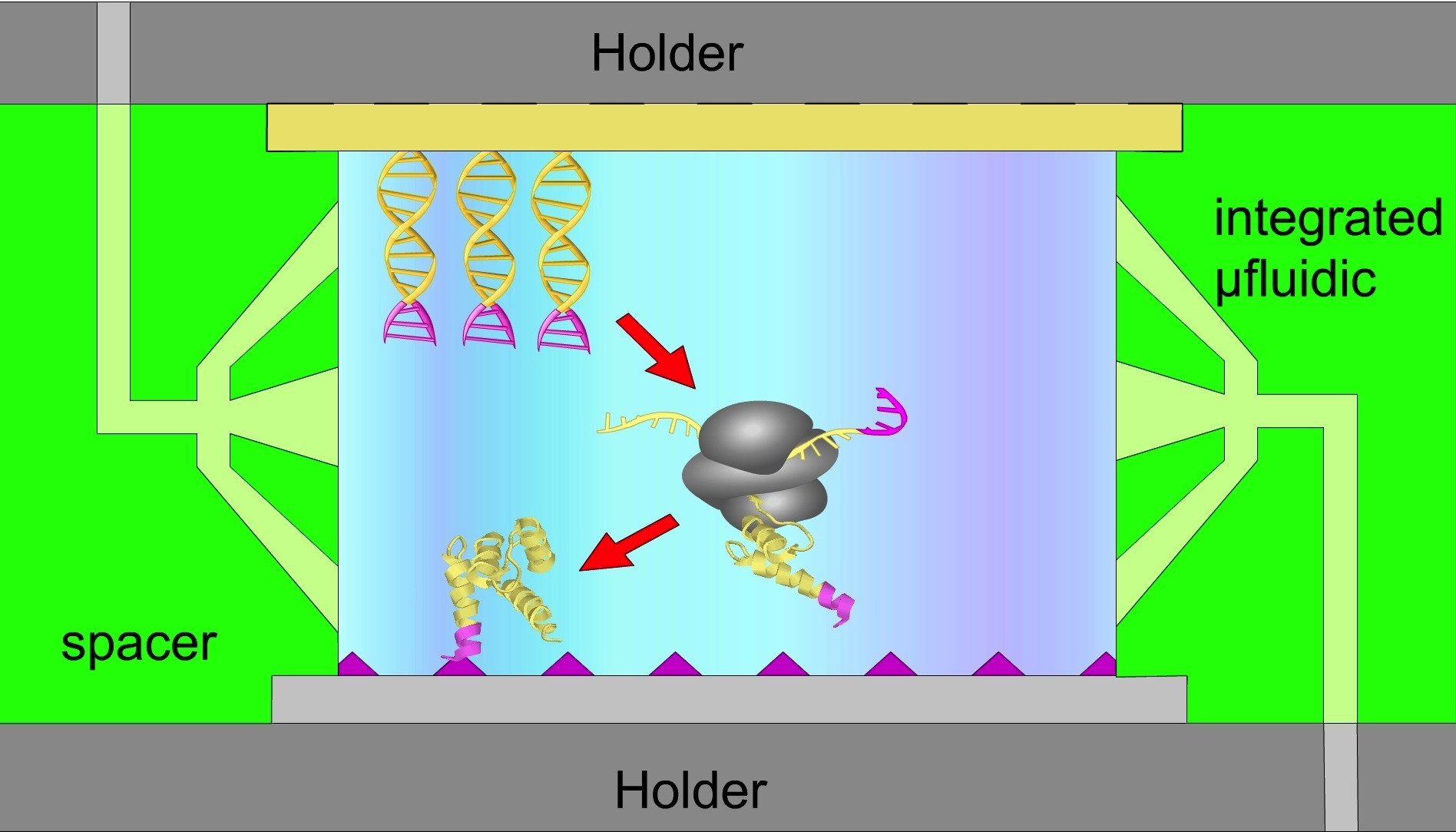Zu sehen ist in einer schematischen Darstellung, wie von der Original-DNA Kopien auf eine andere Oberfläche erstellt werden können.