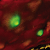 Die mikroskopische Aufnahme zeigt zwei grünmarkierte und mehrere rotmarkierte Stammzellen.