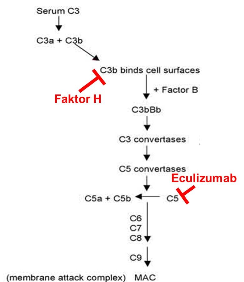 Schematic showing showing that the antibody eculizumab and factor H target different components of the activation cascade of the complement system.