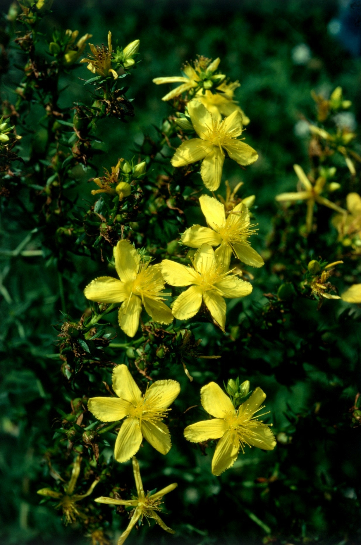 Photo of yellow St. John's wort flowers and aerial parts which are used to produce the herbal medicine (Hyperici herba).