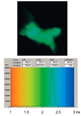 Oberes Bild: Dunkelgrüner "Fleck" auf schwarzem Hintergrund. Unteres Bild: Koordinatensystem (Hintergrundfarbgebung von orange (links) über grün (mittig) nach blau (rechts)). Y-Achse reicht von 1 bis 3 ns. Eine schwarze Linie ist aufgezeigt. Pea