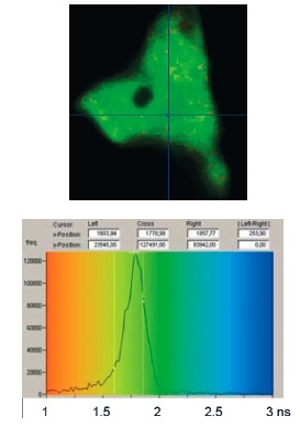 Oberes Bild: Dunkelgrüner "Fleck" auf schwarzem Hintergrund. Mittig über das Bild führt ein Markierungskreus. Unteres Bild: Koordinatensystem (Hintergrundfarbgebung von orange (links) über grün (mittig) nach blau (rechts)). Y-Achse reicht von 1