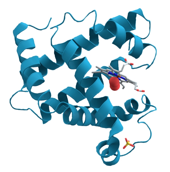 The photo shows a model of the tertiary structure of myoglobin.