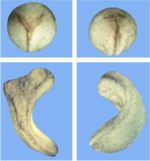 Zu sehen sind vier Bilder. Links oben eine graue Kugel, mit einer y-förmigen Furche auf ihrer Oberfläche. Rechts oben eine graue Kugel mit einer linienförmigen Furche. Links unten ein graues y-förmiges Wurmgebilde, rechts unten ein linienförmiges Wurmgebilde.