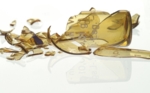 Broken ampoule