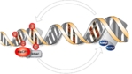 Zusehen ist ein Modell des DNA-Doppelstrangs, auf der linken Seite ist er mit kleinen roten Perlen, einer größeren roten Ellipse und einem grauen Quadrat besetzt, auf der rechten Seite fehlen diese.