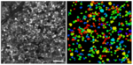 Mikroskopische Aufnahme der Ganglienzellschicht einer Netzhaut der Maus mit zwei Teilen: Links sind die Zellen grau dargestellt, rechts sind die unterschiedlichen Zelltypen farblich markiert, jeder Zelltyp mit einer charakteristischen Farbe