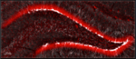 Das Bild zeigt eine Übersichtsaufnahme des Gyrus dentatus der Ratte
(Teilbereich des Hippocampus). Die Zellkerne von Nervenzellen, die sich
wie ein Band von links nach rechts im Bild ziehen, sind rot angefärbt,
die weiße Färbung zeigt neu entstandene, noch unreife Nervenzellen.