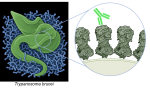 A comic-style illustration of a green sleeping sickness pathogen in blue tissue, with four surface proteins shown in grey, magnified as if under a magnifying glass, to which a green antibody binds.