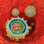Diese Abbildung zeigt eine schematische Darstellung von EBV-Viruspartikels in einem Blutgefäß.