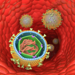 Schematic showing EBV particles in a blood vessel.