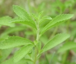 Stevia rebaudiana