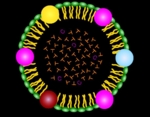 Zu sehen ist die farbige Zeichnung einer kugeligen Struktur, in deren Schale bunte Perlen eingelagert und in deren Innerem viele einzelne Buchstaben T und C gruppiert sind.