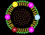 The colour drawing shows a spherical structure with pearls of different colour in the outer layer. Different letters, T and C, are located in the centre of the sphere.<br />