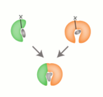 Vereinfachte schematische Darstellung, wie die Kombination von zwei Fragment-Bausteinen (etwa nierenförmig grün und orange, oben rechts und links) das Design von Proteinen mit neuer Funktion (unten, grob hufeisenförmig) ermöglicht - in diesem Fall durch Bindung eines unförmigen, grauen Moleküls, das von den Ursprungs-Proteinen nicht gebunden wird.
